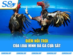 Đá Gà Cựa Sắt - Trải Nghiệm Đấu Trường Kịch Tính Đỉnh Cao