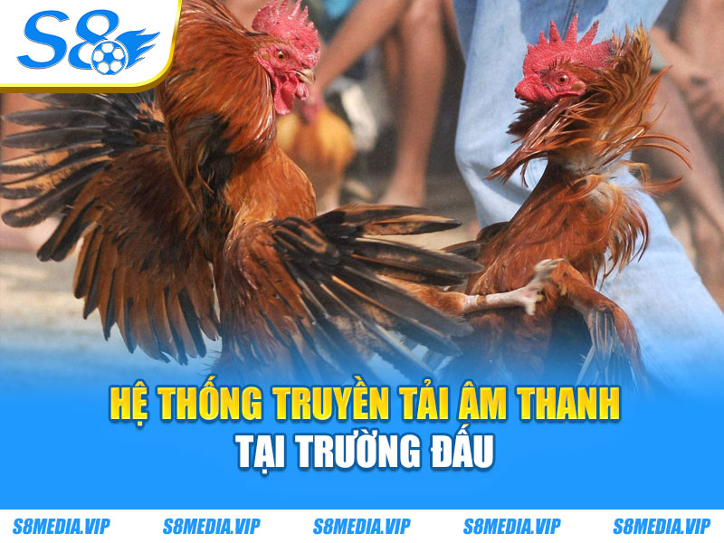 Hệ thống truyền tải âm thanh tại trường đấu